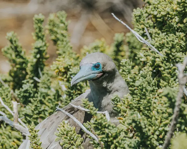 stock image Red footed Booby at Punta Pitt, San Cristobal , Galapagos Islands