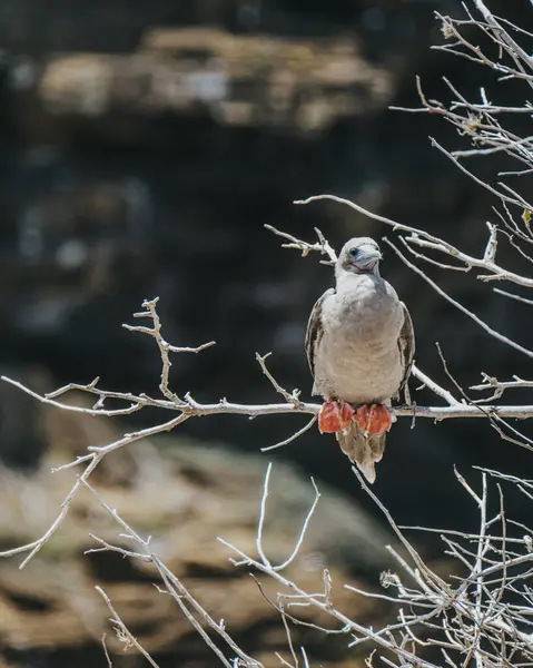 stock image Red footed Booby at Punta Pitt, San Cristobal , Galapagos Islands