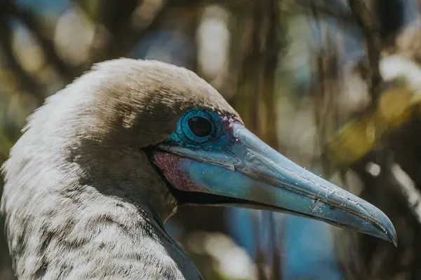 stock image Red footed Booby at Punta Pitt, San Cristobal , Galapagos Islands