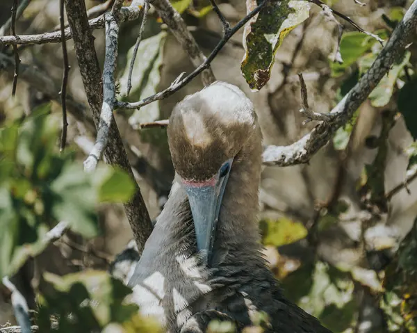 stock image Red footed Booby at Punta Pitt, San Cristobal , Galapagos Islands