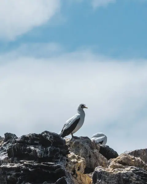 stock image Nazca Boobies perched on the rocky cliffs of Punta Pitt in the Galapagos, Ecuador.