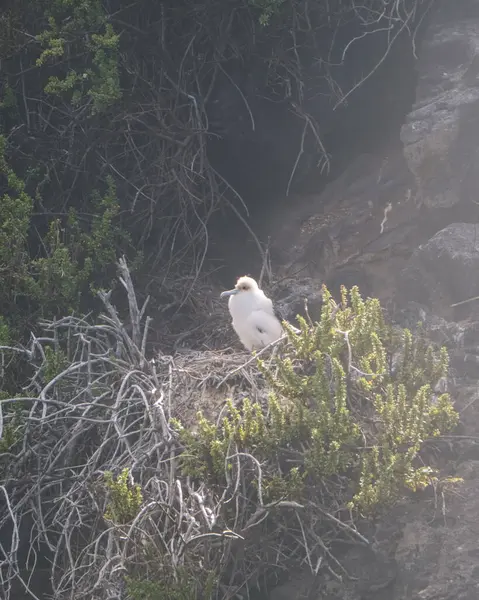 stock image Red-footed booby juvenile on Punta Pitt, Galapagos