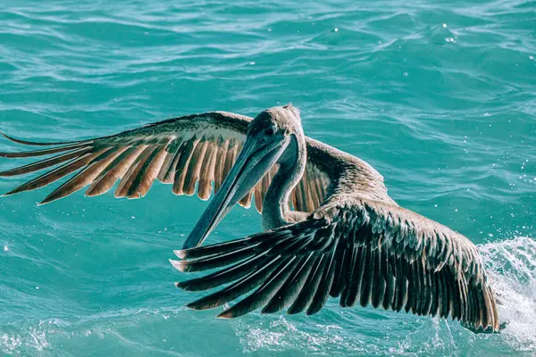 Bir pelikan kanatlarını San Cristobal Adası, Galapagos, Ekvador 'un turkuaz sularına açıyor.