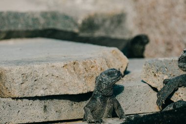 Galapagos Adaları, Ekvador 'daki Deniz İguanası