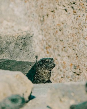 Galapagos Adaları, Ekvador 'daki Deniz İguanası