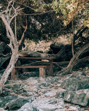 San Cristobal Adası, Galapagos, Ekvador 'da arka ışıklandırılmış bir kaktüse yakın çekim