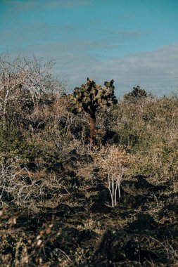 San Cristobal Adası, Galapagos, Ekvador 'un kurak arazisindeki kaktüs ağaçları