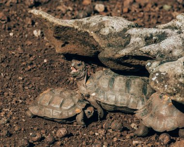 Galapagos giant tortoise in its natural habitat on San Cristobal Island, Galapagos, Ecuador clipart