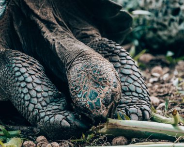 Galapagos giant tortoise in its natural habitat on San Cristobal Island, Galapagos, Ecuador clipart