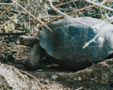 Galapagos dev kaplumbağası San Cristobal Adası, Galapagos, Ekvador 'daki doğal ortamında.