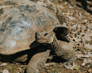 Galapagos giant tortoise in its natural habitat on San Cristobal Island, Galapagos, Ecuador clipart