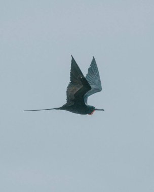 Ekvador, Galapagos 'taki San Cristobal Adası' nın sularında süzülen fregat kuşları..