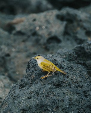 Sarı bir ötleğen San Cristobal Adası, Galapagos, Ekvador 'daki volkanik kayalara tünemiş.