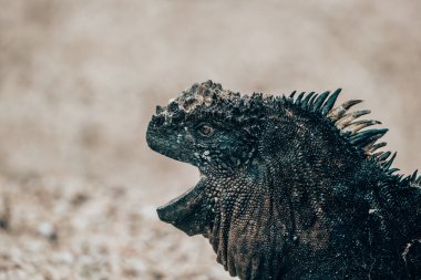 Galapagos Adaları, Ekvador 'daki Deniz İguanası