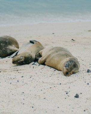 San Cristobal Adası, Galapagos, Ekvador sahilinde dinlenen bir grup deniz aslanı..