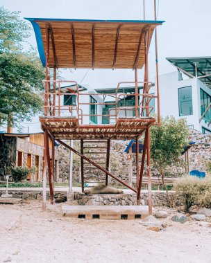 San Cristobal Adası, Galapagos, Ekvador 'da bir cankurtaran kulesinin altında dinlenen deniz aslanı.