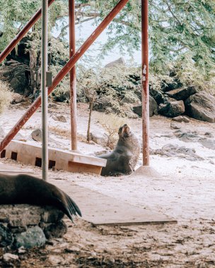 San Cristobal Adası, Galapagos, Ekvador 'da bir cankurtaran kulesinin altında dinlenen deniz aslanı.