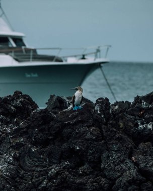 Kuzey Seymour Adası, Galapagos, Ekvador 'da volkanik kayaların üzerinde duran mavi ayaklı sümsük kuşu.