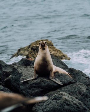 Bir deniz aslanı ve mavi ayaklı bir bubi Galapagos, Ekvador 'daki Kuzey Seymour Adası' nın kayalık kıyı şeridinde.