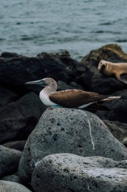 Bir deniz aslanı ve mavi ayaklı bir bubi Galapagos, Ekvador 'daki Kuzey Seymour Adası' nın kayalık kıyı şeridinde.