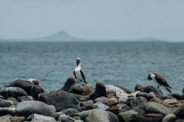 Mavi ayaklı sümsük kuşu Kuzey Seymour, Galapagos, Ekvador 'da kayalık arazide duruyor..