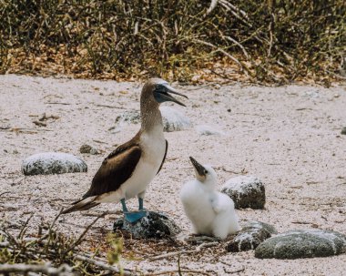 Kuzey Seymour, Galapagos, Ekvador 'da kayalık arazide piliçle mavi ayaklı meme..