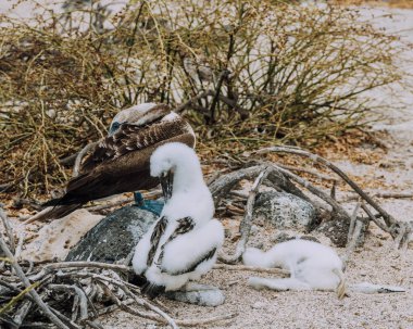 Kuzey Seymour, Galapagos, Ekvador 'un kumlu zemininde yatan ölü yavrusuyla birlikte mavi ayaklı bir meme..