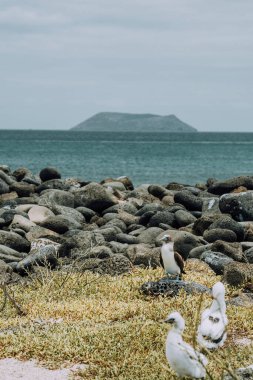 Blue-footed Booby with chick on rocky terrain at North Seymour, Galapagos, Ecuador. clipart