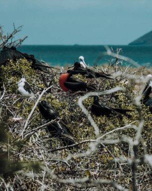 Kuzey Seymour, Galapagos, Ekvador 'da şişirilmiş kırmızı boğazlı erkek sürtünme kuşu.