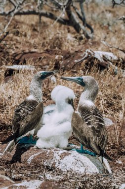 Ekvador, Galapagos 'taki Kuzey Seymour Adası' nın kayalık arazisinde tüylü yavrularıyla bir çift mavi ayaklı meme..