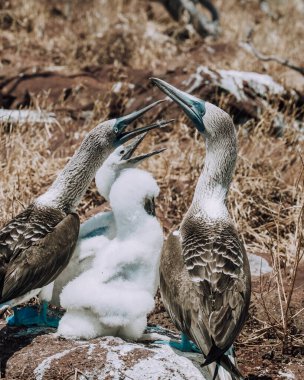 Ekvador, Galapagos 'taki Kuzey Seymour Adası' nın kayalık arazisinde tüylü yavrularıyla bir çift mavi ayaklı meme..