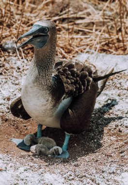Kuzey Seymour, Galapagos, Ekvador 'da yuvalarında yavruları olan mavi ayaklı sümsük kuşları..