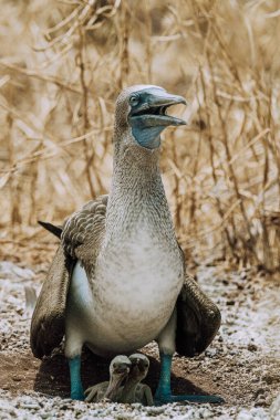 Blue-footed Booby with chicks in their nest on North Seymour, Galapagos, Ecuador. clipart