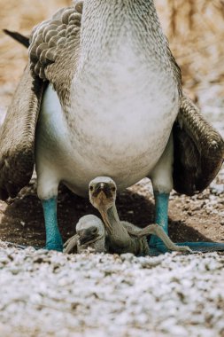 Blue-footed Booby with chicks in their nest on North Seymour, Galapagos, Ecuador. clipart