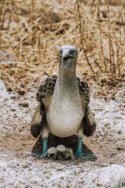 Blue-footed Booby with chicks in their nest on North Seymour, Galapagos, Ecuador. clipart