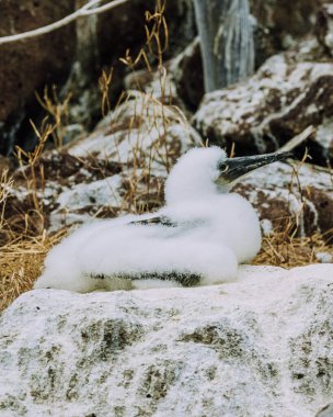 Close-up of a juvenile Blue-footed Booby chick at North Seymour, Galapagos, Ecuador. clipart