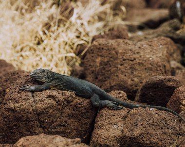 A Galapagos land iguana basking on a rock at North Seymour Island, Galapagos, Ecuador. clipart