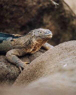 A Galapagos land iguana basking on a rock at North Seymour Island, Galapagos, Ecuador. clipart