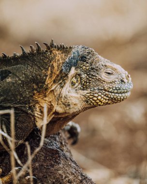 Kuzey Seymour Adası, Galapagos, Ekvador 'da bir kayanın üzerinde güneşlenen bir Galapagos kara iguanası..