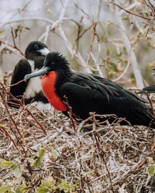 Kuzey Seymour, Galapagos, Ekvador 'da şişirilmiş kırmızı boğazlı erkek sürtünme kuşu.