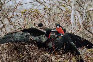 Kuzey Seymour, Galapagos, Ekvador 'da bir ağaca tünemiş canlı kırmızı boğazlı muhteşem sürtünme kuşları..