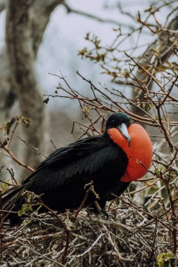 Kuzey Seymour, Galapagos, Ekvador 'da kırmızı boğaz kesesini gösteren muhteşem bir erkek frigatebird' ün yakın çekimi..