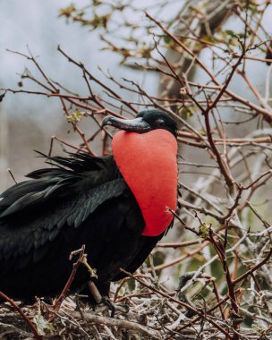 Kuzey Seymour, Galapagos, Ekvador 'da kırmızı boğaz kesesini gösteren muhteşem bir erkek frigatebird' ün yakın çekimi..