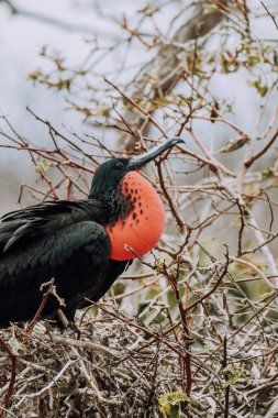 Kuzey Seymour, Galapagos, Ekvador 'da kırmızı boğaz kesesini gösteren muhteşem bir erkek frigatebird' ün yakın çekimi..