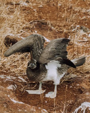 Juvenile Blue-footed Booby on North Seymour, Galapagos, Ecuador. clipart