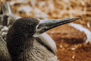 Genç Mavi Ayaklı Bubi Kuzey Seymour, Galapagos, Ekvador 'da yerde dinleniyor..