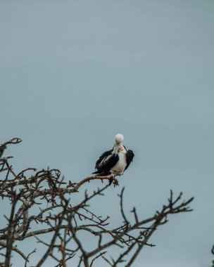 Kuzey Seymour, Galapagos, Ekvador 'da dallara tünemiş muhteşem sürgükuşu..