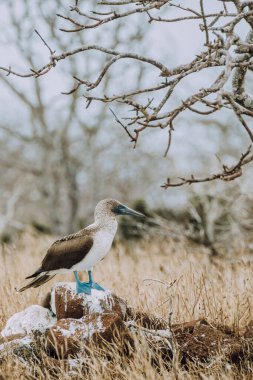 Mavi Ayaklı sümsük kuşu Kuzey Seymour, Galapagos 'ta