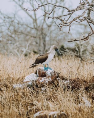 Blue Footed booby on North Seymour, Galapagos clipart