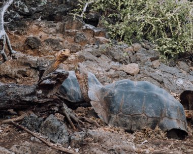 Galapagos adaları, Ekvador 'da bitki örtüsüyle beslenen dev bir kaplumbağa.